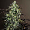 Delicious Seeds eleven roses early version Samen