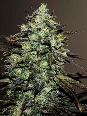 Delicious Seeds Eleven Roses Early Version 10 Stk feminisiert