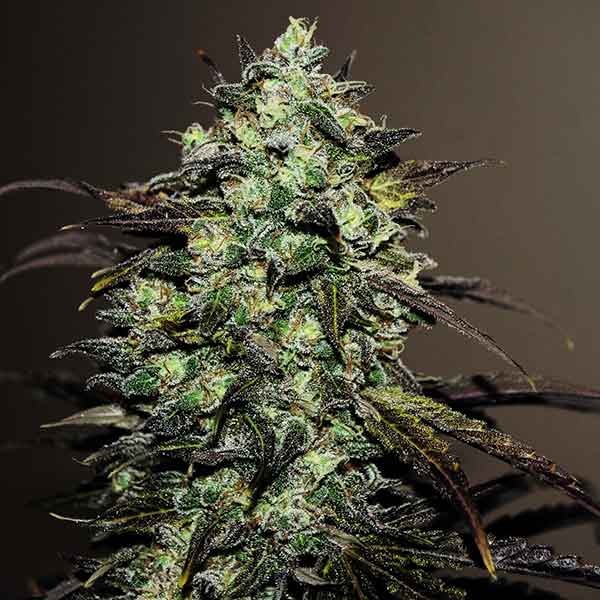 Delicious Seeds Eleven Roses Early Version 5 Stk feminisiert Delicious Seeds Eleven Roses Early Version 10 Stk feminisiert