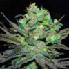Delicious Seeds eleven roses Samen