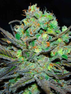Delicious Seeds Eleven Roses 10 Stk feminisiert