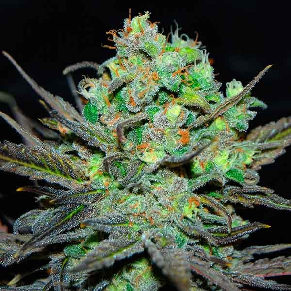 Delicious Seeds Eleven Roses 10 Stk feminisiert