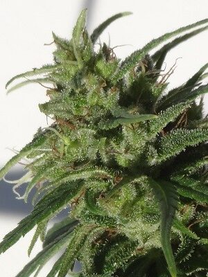 Ace Seeds Ethiopia (regular)