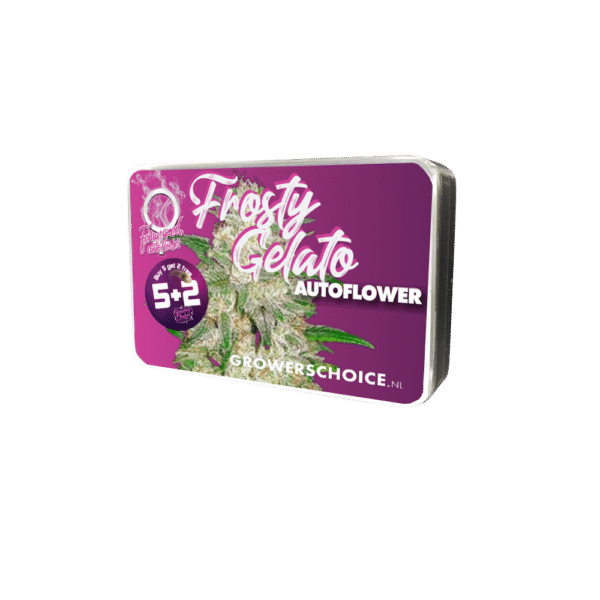 Growers Choice Frosty Gelato Autoflower Samen – Bild 3