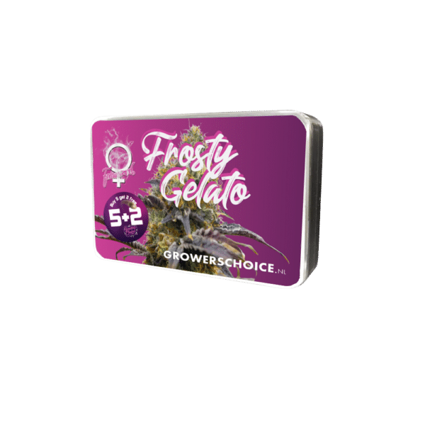 Growers Choice Frosty Gelato Samen – Bild 3