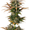 Growers Choice Frosty Gelato Autoflower Samen – Bild 4