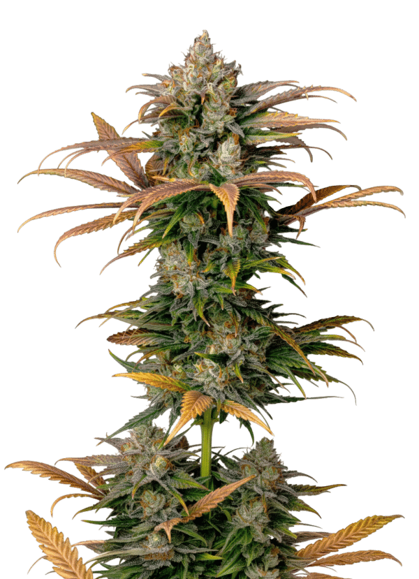 Growers Choice Frosty Gelato Autoflower Samen – Bild 4