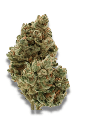 Growers Choice Frosty Gelato Samen
