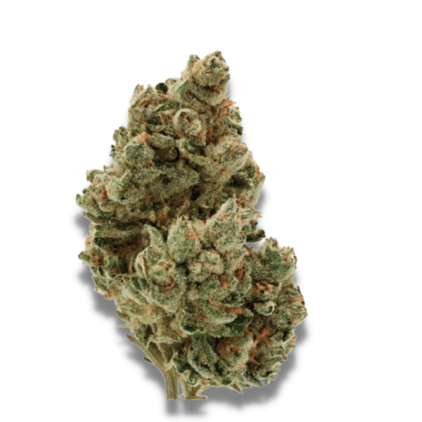 Growers Choice Frosty Gelato Samen
