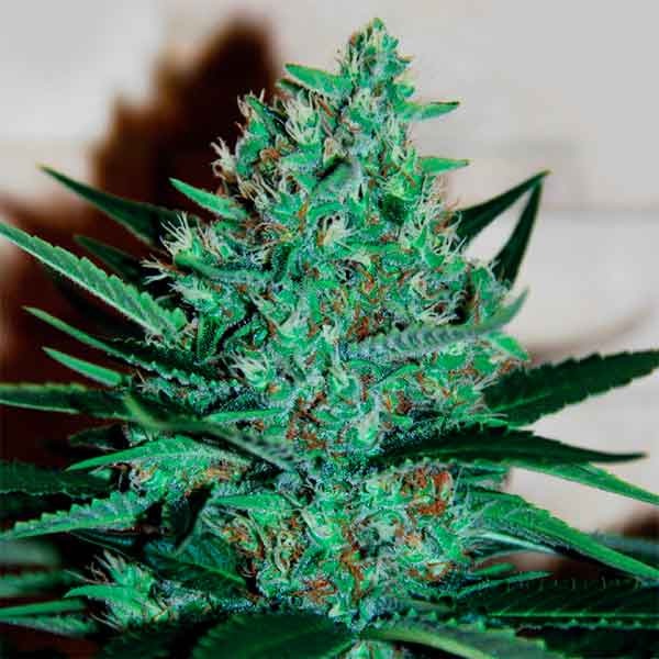 Delicious Seeds fruity chronic juice Samen
