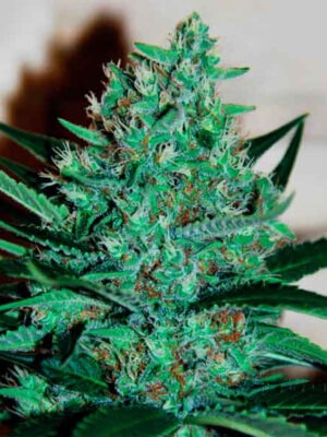 Delicious Seeds Fruity Chronic Juice 10 Stk feminisiert