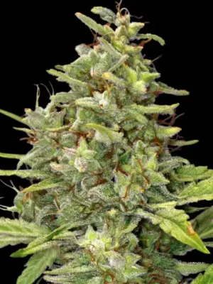 Barneys Farm G13 Haze