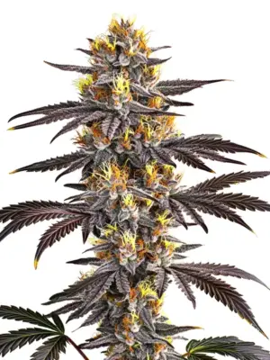Blimburn Seeds Gelato 3 Stk feminisiert