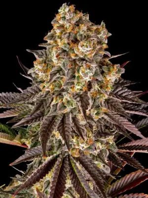 Barney's Farm gelato 45 Samen