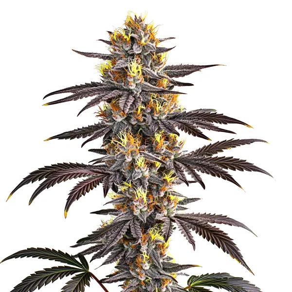 Blimburn Seeds Gelato 9 Stk feminisiert Blimburn Seeds Gelato 3 Stk feminisiert