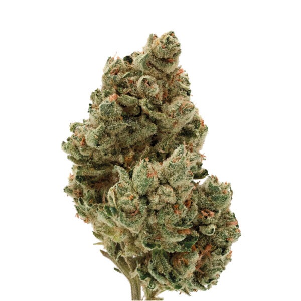 Growers Choice Frosty Gelato Autoflower Samen – Bild 2