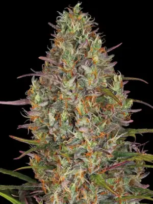 Barneys Farm Glue Gelato Auto 10 Stk feminisiert