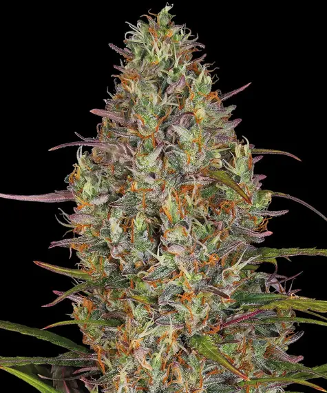 Barneys Farm Glue Gelato Auto 10 Stk feminisiert