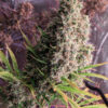 Ace Seeds golden tiger semillas feminizadas Samen – Bild 4