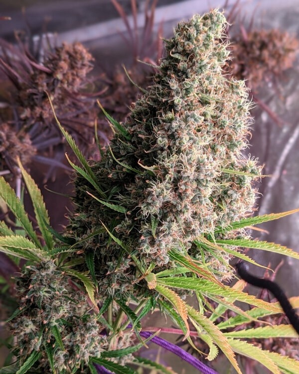 Ace Seeds golden tiger semillas feminizadas Samen – Bild 4