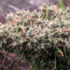 Ace Seeds golden tiger semillas feminizadas Samen – Bild 5