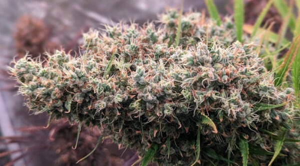 Ace Seeds golden tiger semillas feminizadas Samen – Bild 5