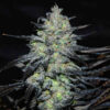 Delicious Seeds golosa early version Samen