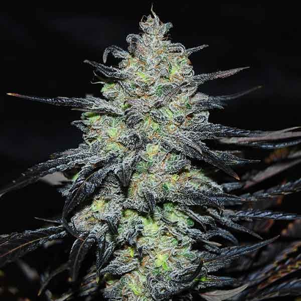 Delicious Seeds golosa early version Samen