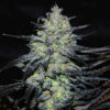 Delicious Seeds Golosa Early Version 10 Stk feminisiert