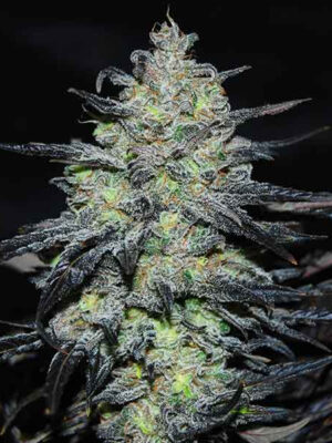 Delicious Seeds Golosa Early Version 10 Stk feminisiert