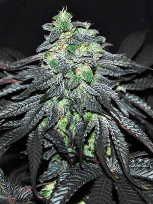 Delicious Seeds Golosa 10 Stk feminisiert