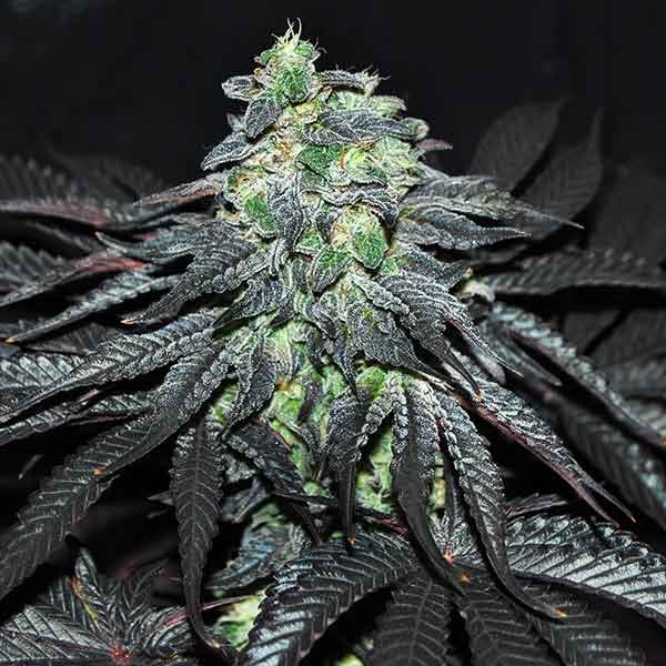 Delicious Seeds Golosa 10 Stk feminisiert