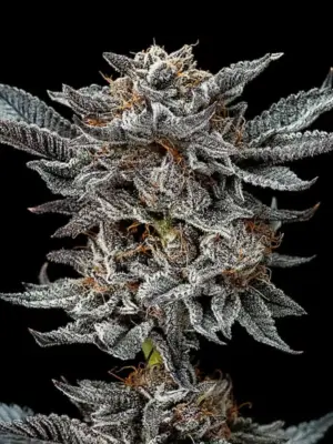 BSF Seeds gorilla 4 feminized Samen