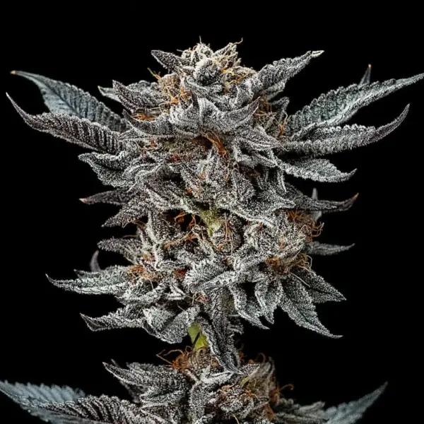 BSF Seeds gorilla 4 feminized Samen