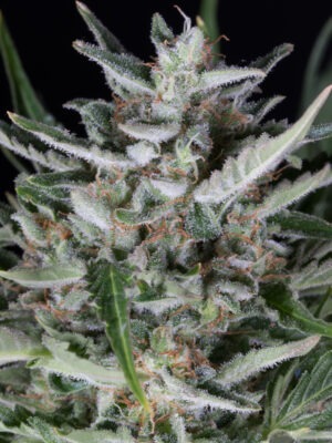 Dinafem gorilla autoflowering Samen