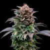 BSF Seeds gorilla banana Samen – Bild 2