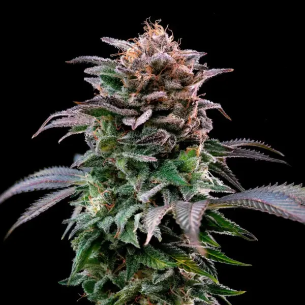 BSF Seeds gorilla banana Samen – Bild 2