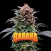 BSF Seeds gorilla banana Samen