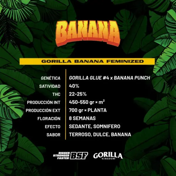 BSF Seeds gorilla banana Samen – Bild 3