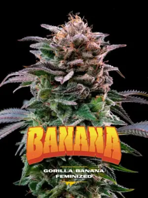 BSF Seeds gorilla banana Samen