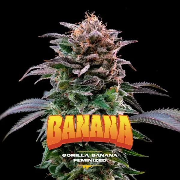 BSF Seeds gorilla banana Samen