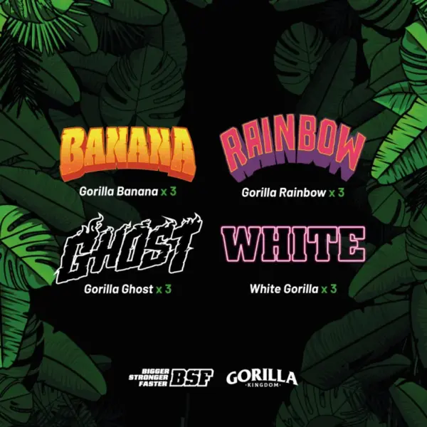 BSF Seeds gorilla familia mix Samen – Bild 2