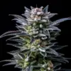 BSF Seeds gorilla ghost Samen – Bild 2