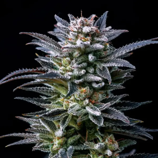 BSF Seeds gorilla ghost Samen – Bild 2