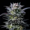 BSF Seeds gorilla ghost Samen