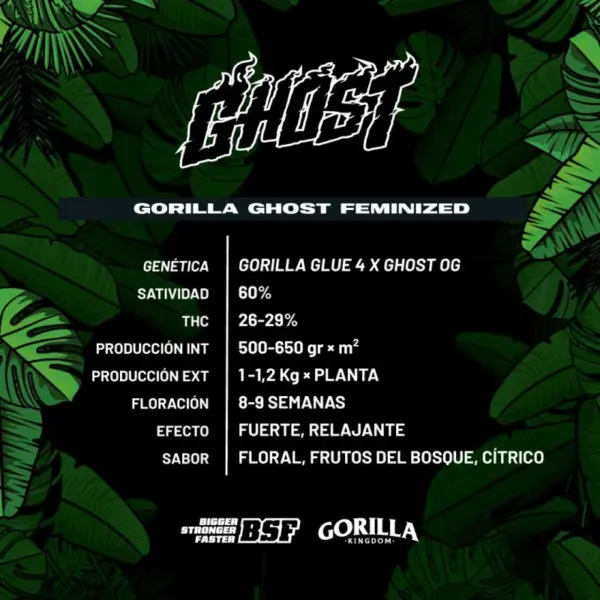 BSF Seeds gorilla ghost Samen – Bild 3