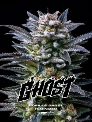 BSF Seeds gorilla ghost Samen