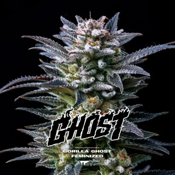BSF Seeds gorilla ghost Samen