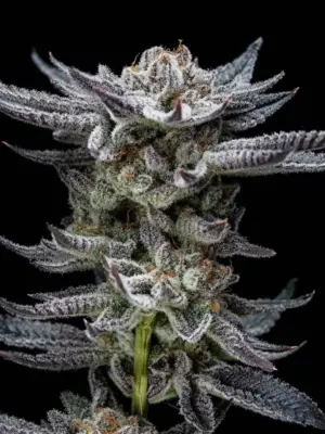 BSF Seeds gorilla glue auto Samen