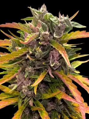 Barneys Farm Gorilla Glue Auto 10 Stk feminisiert